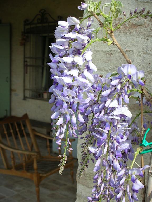 Poggio Dei Prugnoli Bed & Breakfast Tavoleto Eksteriør bilde